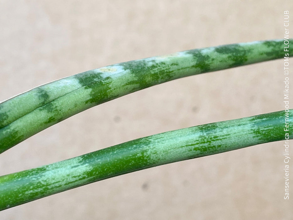 Sansevieria Cylindrica Fernwood Mikado, organically grown succulent plants for sale at TOMs FLOWer CLUB.