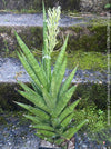 Sansevieria Cylindrica Hybride Starshooter, Sansevieria Franchisii, Sanservieria, organically grown succulent plants for sale at TOMs FLOWer CLUB.
