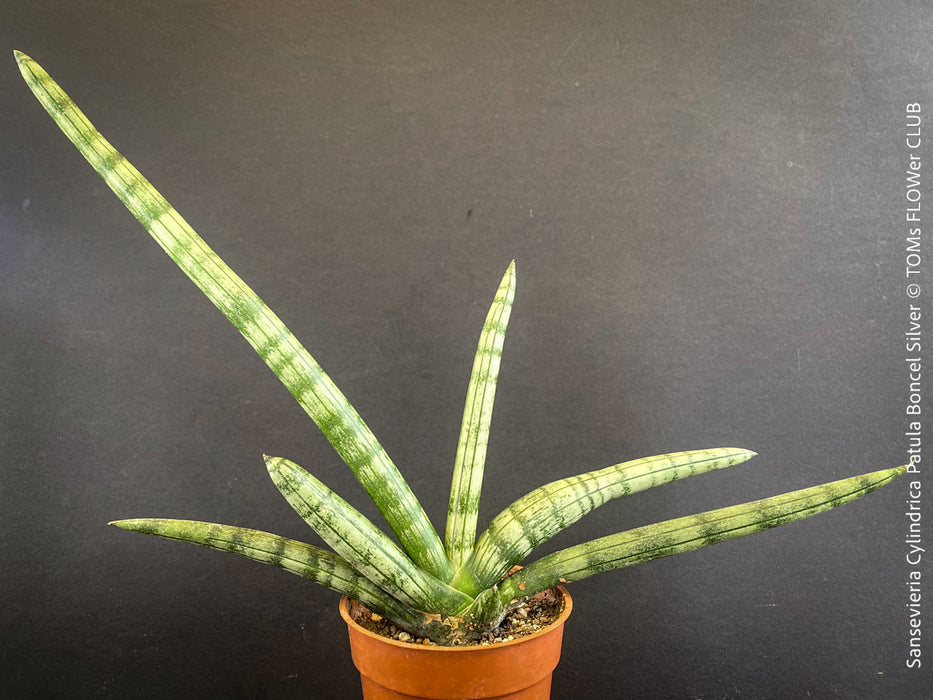 Sanservieria Cylindrica Patula Boncel Silver, organically grown succulent plants for sale at TOMs FLOWer CLUB.