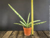 Sanservieria Cylindrica Patula Boncel Silver, organically grown succulent plants for sale at TOMs FLOWer CLUB.