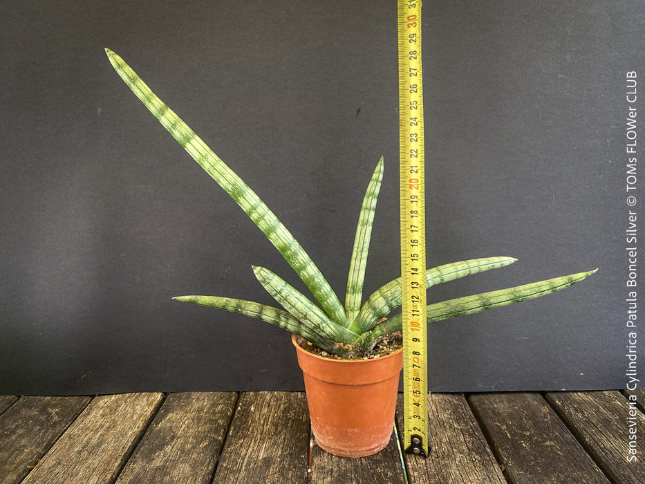 Sanservieria Cylindrica Patula Boncel Silver, organically grown succulent plants for sale at TOMs FLOWer CLUB.