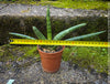 Sanservieria Cylindrica Patula Boncel Silver, organically grown succulent plants for sale at TOMs FLOWer CLUB.