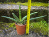 Sanservieria Cylindrica Patula Boncel Silver, organically grown succulent plants for sale at TOMs FLOWer CLUB.