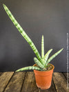 Sanservieria Cylindrica Patula Boncel Silver, organically grown succulent plants for sale at TOMs FLOWer CLUB.