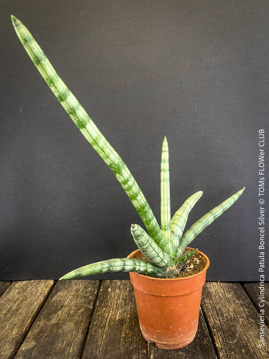 Sanservieria Cylindrica Patula Boncel Silver, organically grown succulent plants for sale at TOMs FLOWer CLUB.