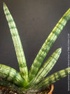 Sanservieria Cylindrica Patula Boncel Silver, organically grown succulent plants for sale at TOMs FLOWer CLUB.