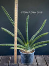 Sanservieria Cylindrica Patula Boncel, low maintenance, organically grown succulent snake plants for sale at TOMs FLOWer CLUB.