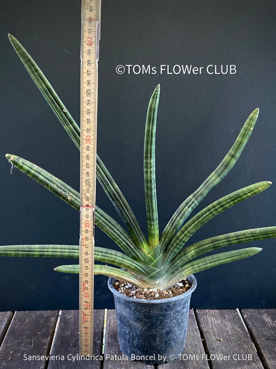 sansevieria cylindrica var. patula Sansevieria Cylindrica Patula Boncel | organically grown succulent plants