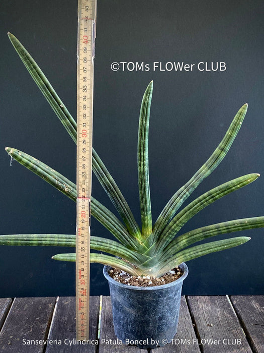 Sanservieria Cylindrica Patula Boncel, low maintenance, organically grown succulent snake plants for sale at TOMs FLOWer CLUB.