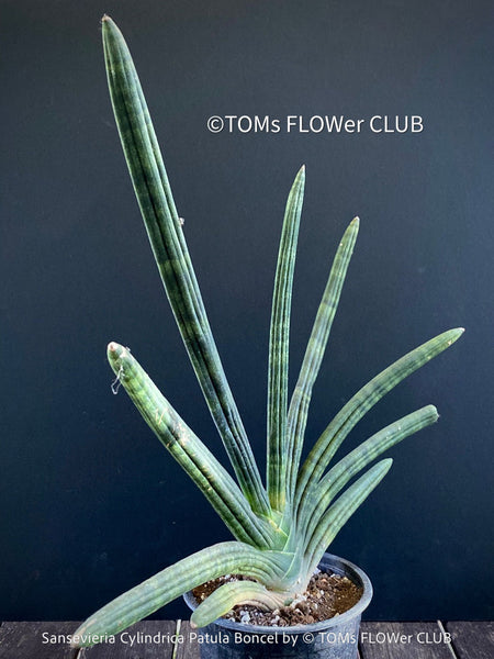 Sanservieria Cylindrica Patula Boncel, low maintenance, organically grown succulent snake plants for sale at TOMs FLOWer CLUB.