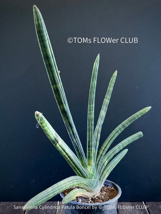 Sanservieria Cylindrica Patula Boncel, low maintenance, organically grown succulent snake plants for sale at TOMs FLOWer CLUB.