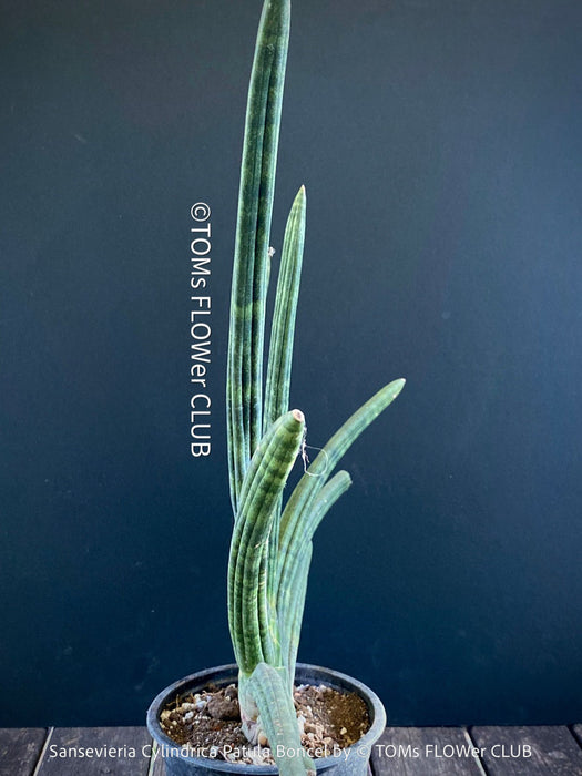 Sanservieria Cylindrica Patula Boncel, low maintenance, organically grown succulent snake plants for sale at TOMs FLOWer CLUB.