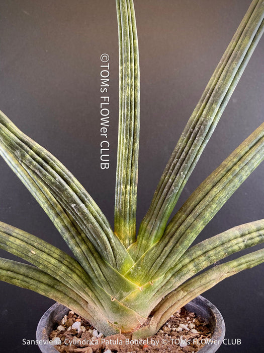 Sanservieria Cylindrica Patula Boncel, low maintenance, organically grown succulent snake plants for sale at TOMs FLOWer CLUB.