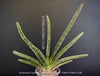 Sanservieria Cylindrica Patula Boncel, low maintenance, organically grown succulent snake plants for sale at TOMs FLOWer CLUB.