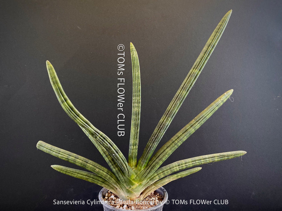 Sanservieria Cylindrica Patula Boncel, low maintenance, organically grown succulent snake plants for sale at TOMs FLOWer CLUB.