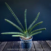 Sanservieria Cylindrica Patula Boncel, low maintenance, organically grown succulent snake plants for sale at TOMs FLOWer CLUB.