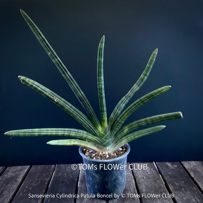 Sanservieria Cylindrica Patula Boncel, low maintenance, organically grown succulent snake plants for sale at TOMs FLOWer CLUB.