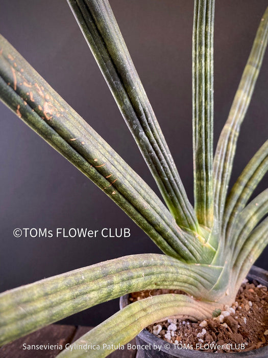 Sanservieria Cylindrica Patula Boncel, low maintenance, organically grown succulent snake plants for sale at TOMs FLOWer CLUB.