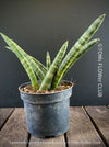 Sanservieria Cylindrica Patula Boncel, low maintenance, organically grown succulent snake plants for sale at TOMs FLOWer CLUB.