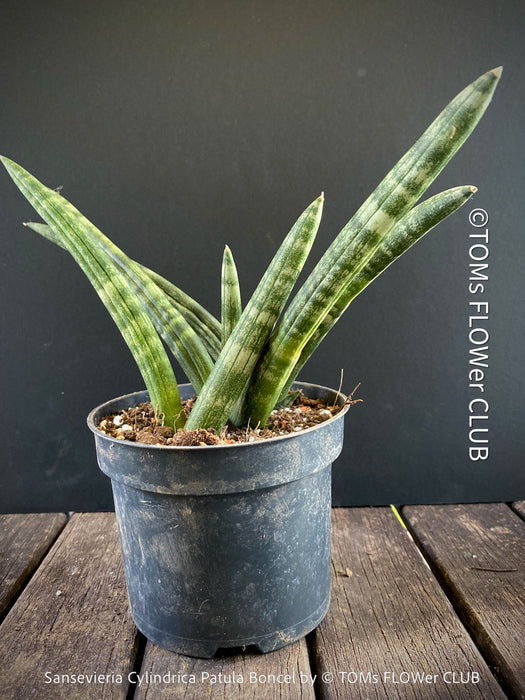 Sanservieria Cylindrica Patula Boncel, low maintenance, organically grown succulent snake plants for sale at TOMs FLOWer CLUB.