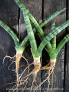 Sanservieria Cylindrica Patula Boncel, low maintenance, organically grown succulent snake plants for sale at TOMs FLOWer CLUB.