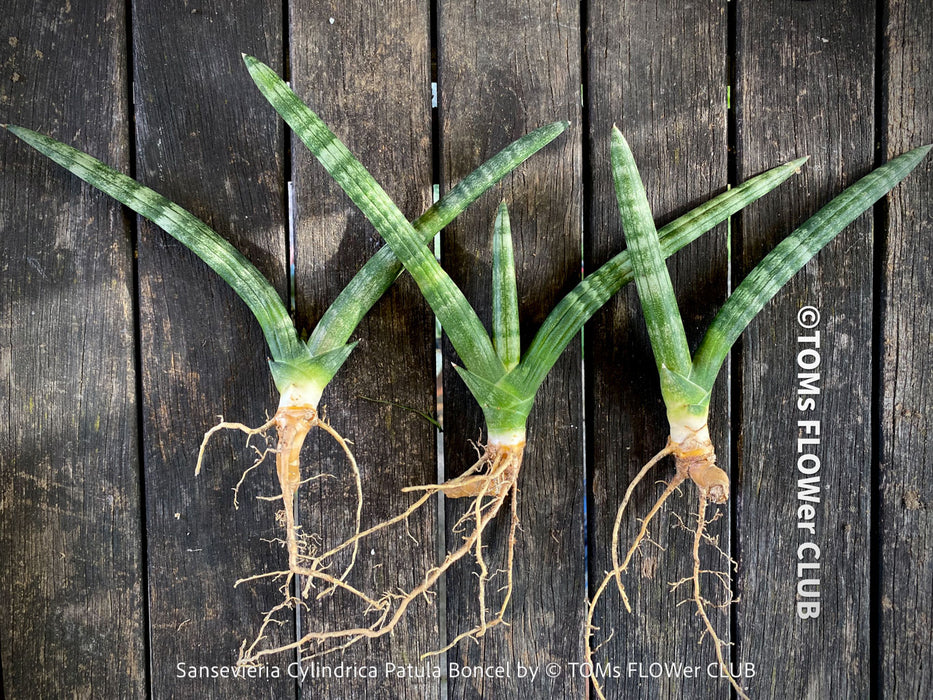 Sanservieria Cylindrica Patula Boncel, low maintenance, organically grown succulent snake plants for sale at TOMs FLOWer CLUB.