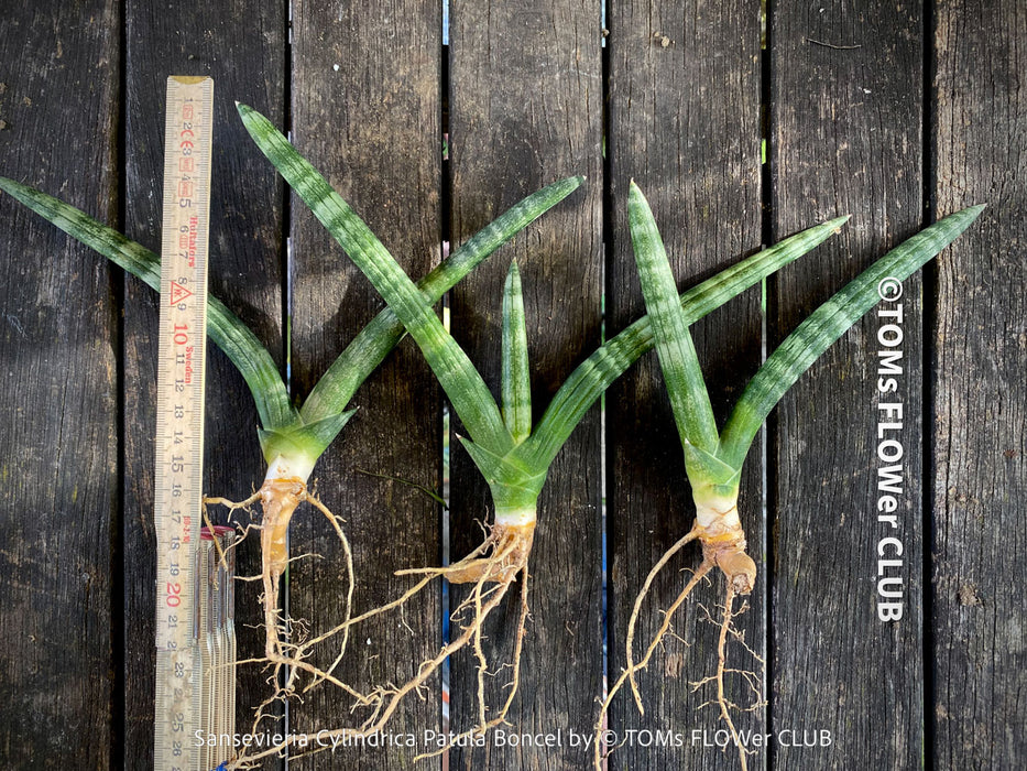 Sanservieria Cylindrica Patula Boncel, low maintenance, organically grown succulent snake plants for sale at TOMs FLOWer CLUB.