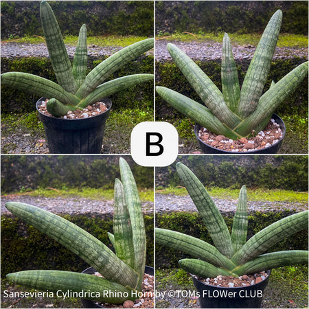 Sansevieria Cylindrica Rhino Horn, rhino, snake plant, Stiefmutterzunge, organically grown succulent plants for sale at TOMs FLOWer CLUB.