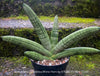 Sansevieria Cylindrica Rhino Horn, rhino, snake plant, Stiefmutterzunge, organically grown succulent plants for sale at TOMs FLOWer CLUB.