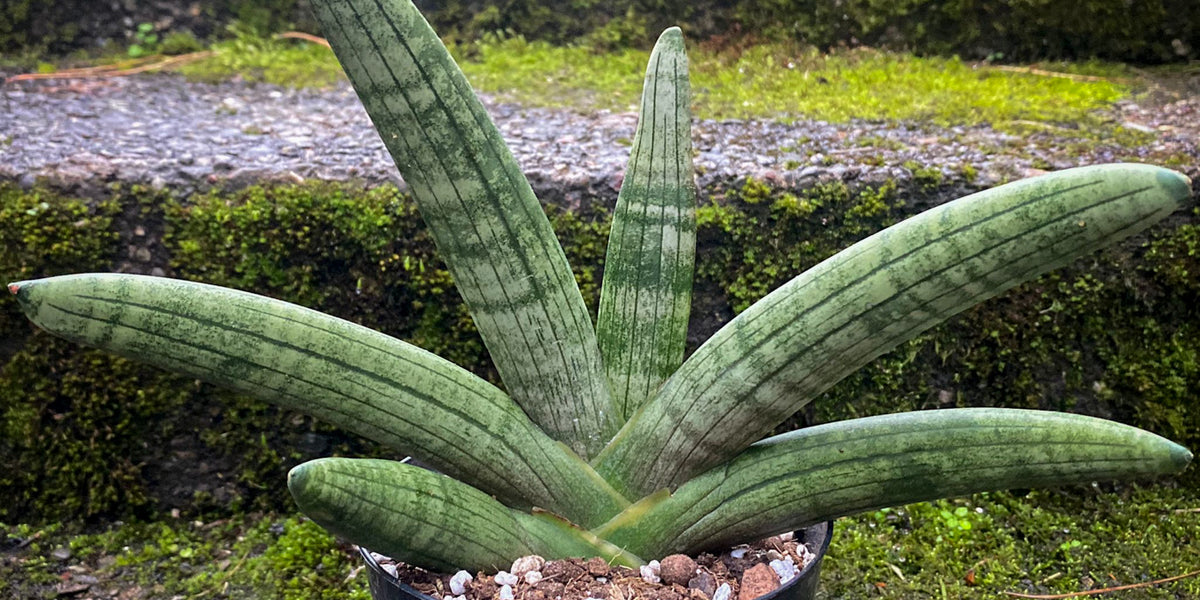 Sansevieria Cylindrica Rhino Horn | organically grown succulent plants