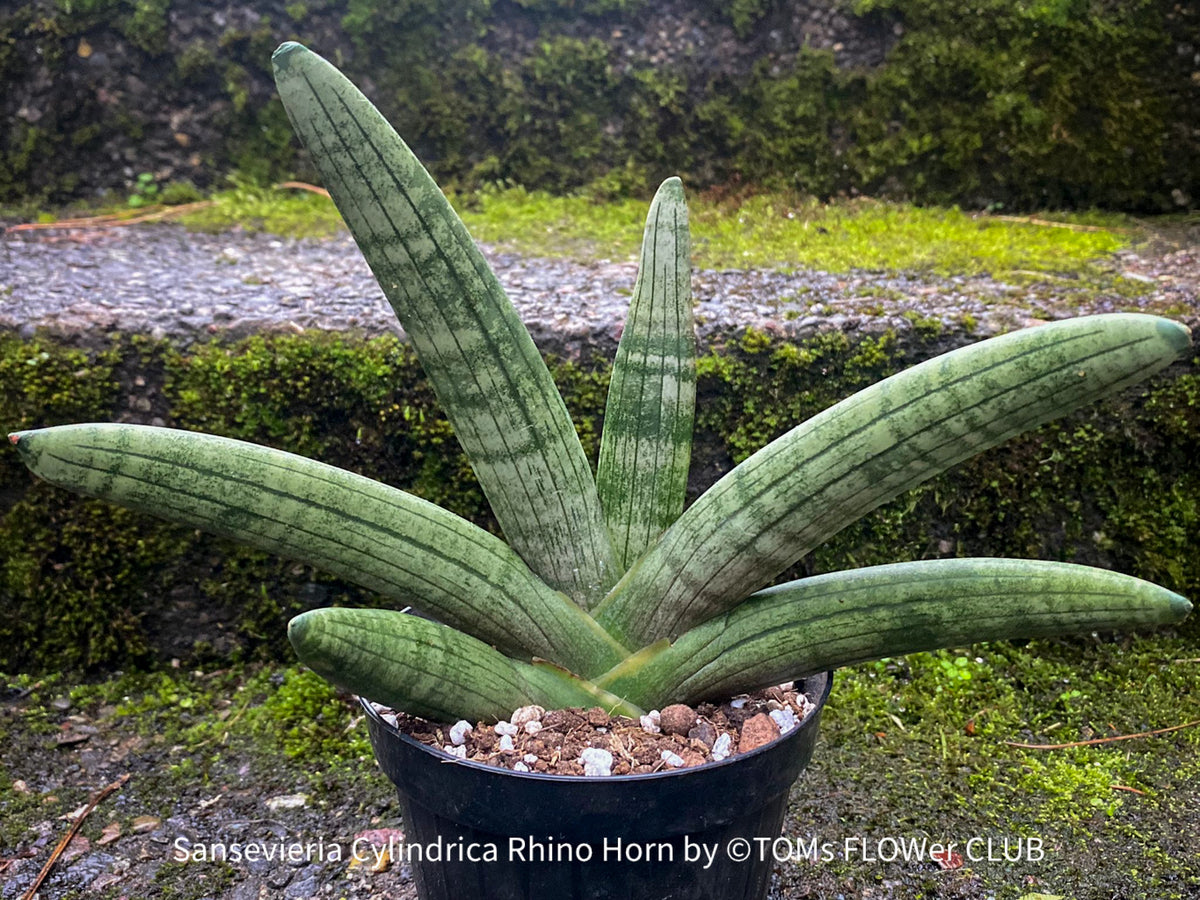 Sansevieria Cylindrica Rhino Horn | organically grown succulent plants