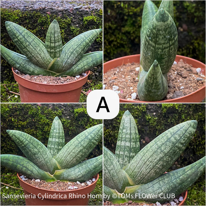 Sansevieria Cylindrica Rhino Horn, rhino, snake plant, Stiefmutterzunge, organically grown succulent plants for sale at TOMs FLOWer CLUB.