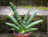 Sansevieria Cylindrica Rhino Horn, rhino, snake plant, Stiefmutterzunge, organically grown succulent plants for sale at TOMs FLOWer CLUB.
