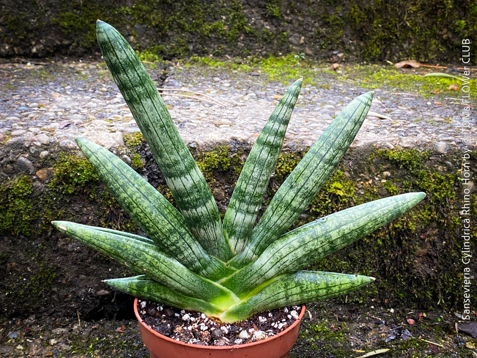 Sansevieria Cylindrica Rhino Horn, rhino, snake plant, Stiefmutterzunge, organically grown succulent plants for sale at TOMs FLOWer CLUB.