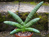 Sansevieria Cylindrica Rhino Horn, rhino, snake plant, Stiefmutterzunge, organically grown succulent plants for sale at TOMs FLOWer CLUB.