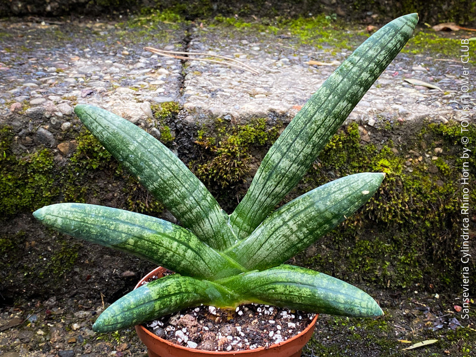 Sansevieria Cylindrica Rhino Horn, rhino, snake plant, Stiefmutterzunge, organically grown succulent plants for sale at TOMs FLOWer CLUB.
