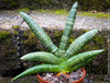 Sansevieria Cylindrica Rhino Horn, rhino, snake plant, Stiefmutterzunge, organically grown succulent plants for sale at TOMs FLOWer CLUB.