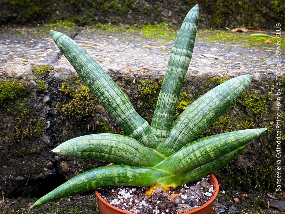 Sansevieria Cylindrica Rhino Horn, rhino, snake plant, Stiefmutterzunge, organically grown succulent plants for sale at TOMs FLOWer CLUB.