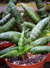 Sansevieria Cylindrica Rhino Horn, rhino, snake plant, Stiefmutterzunge, organically grown succulent plants for sale at TOMs FLOWer CLUB.