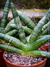 Sansevieria Cylindrica Rhino Horn, rhino, snake plant, Stiefmutterzunge, organically grown succulent plants for sale at TOMs FLOWer CLUB.