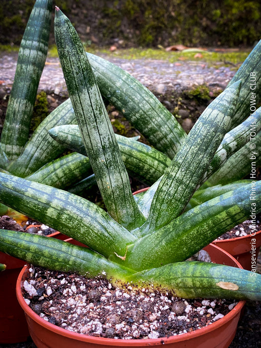 Sansevieria Cylindrica Rhino Horn, rhino, snake plant, Stiefmutterzunge, organically grown succulent plants for sale at TOMs FLOWer CLUB.
