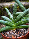 Sansevieria Cylindrica Rhino Horn, rhino, snake plant, Stiefmutterzunge, organically grown succulent plants for sale at TOMs FLOWer CLUB.