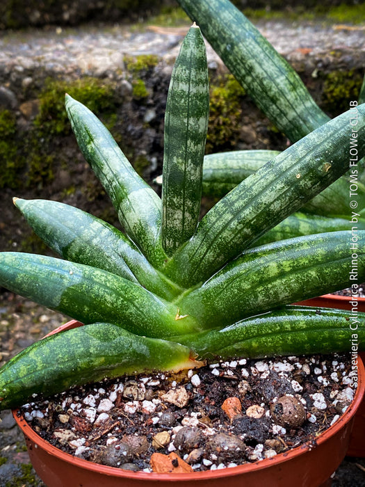 Sansevieria Cylindrica Rhino Horn, rhino, snake plant, Stiefmutterzunge, organically grown succulent plants for sale at TOMs FLOWer CLUB.