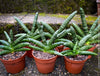 Sansevieria Cylindrica Rhino Horn, rhino, snake plant, Stiefmutterzunge, organically grown succulent plants for sale at TOMs FLOWer CLUB.