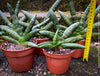 Sansevieria Cylindrica Rhino Horn, rhino, snake plant, Stiefmutterzunge, organically grown succulent plants for sale at TOMs FLOWer CLUB.