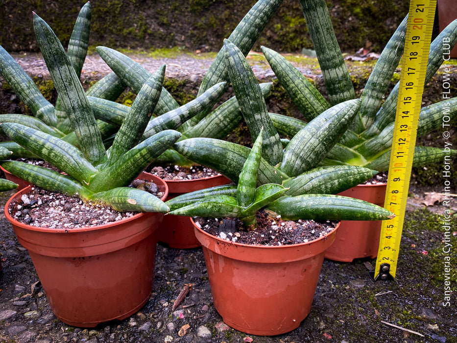Sansevieria Cylindrica Rhino Horn, rhino, snake plant, Stiefmutterzunge, organically grown succulent plants for sale at TOMs FLOWer CLUB.
