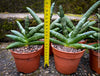 Sansevieria Cylindrica Rhino Horn, rhino, snake plant, Stiefmutterzunge, organically grown succulent plants for sale at TOMs FLOWer CLUB.