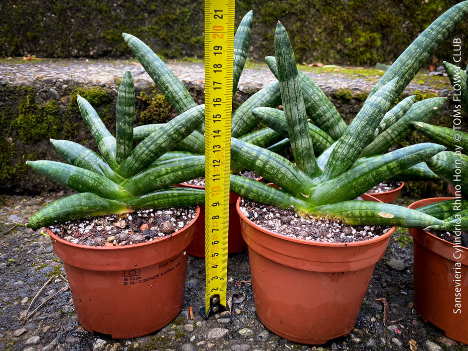Sansevieria Cylindrica Rhino Horn, rhino, snake plant, Stiefmutterzunge, organically grown succulent plants for sale at TOMs FLOWer CLUB.