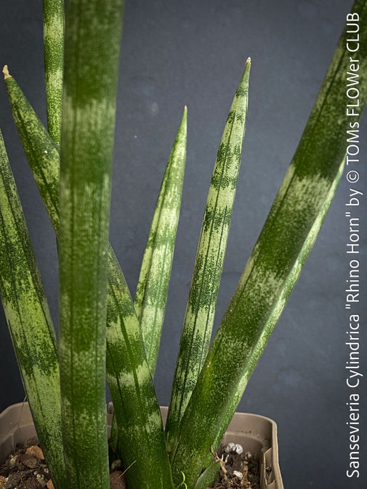 Sansevieria Cylindrica Rhino Horn, rhino, snake plant, Stiefmutterzunge, organically grown succulent plants for sale at TOMs FLOWer CLUB.