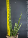 Sansevieria Cylindrica Rhino Horn, rhino, snake plant, Stiefmutterzunge, organically grown succulent plants for sale at TOMs FLOWer CLUB.